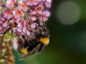 001 Tiere-Schmetterling-Biene-D35_4969-als-Smart-Objekt-1 als Smartobjekt-1 kopieren